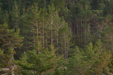 Görkemli Evergreen Ormanı. Güçlü çam ve çam ağaçları, yosun, eğrelti otu, bitkiler. Yumuşak ışık. Baharın başında. Saf doğa. Ekoloji, yürüyüş, temiz hava, sağlıklı yaşam tarzı.