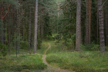 Kırsal yol (yürüyüş yolu, patika) görkemli kuzey Evergreen ormanı boyunca. Güçlü çam ve çam ağaçları. Atmosferik manzara. Doğa, çevre, eko turizm, keşif, seyahat tutkusu kavramı