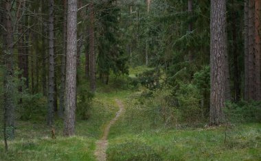 Kırsal yol (yürüyüş yolu, patika) görkemli kuzey Evergreen ormanı boyunca. Güçlü çam ve çam ağaçları. Atmosferik manzara. Doğa, çevre, eko turizm, keşif, seyahat tutkusu kavramı