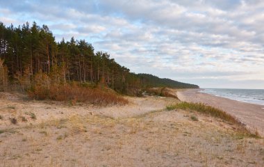 Baltık kıyıları (kum tepeleri, plaj). Evergreen çam ormanı, kum çimi. Dramatik gökyüzü, parlayan günbatımı bulutları. Resimli panoramik manzara. Doğa, çevre, eko turizm, yürüyüş, keşif konsepti