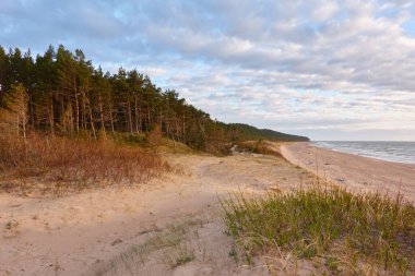 Baltık kıyıları (kum tepeleri, plaj). Evergreen çam ormanı, kum çimi. Dramatik gökyüzü, parlayan günbatımı bulutları. Resimli panoramik manzara. Doğa, çevre, eko turizm, yürüyüş, keşif konsepti