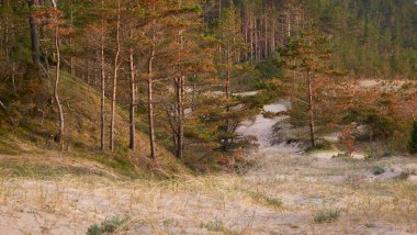 Baltık kıyıları (kum tepeleri, plaj). Evergreen çam ormanı, kum çimi. Dramatik gökyüzü, parlayan günbatımı bulutları. Resimli panoramik manzara. Doğa, çevre, eko turizm, yürüyüş, keşif konsepti