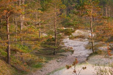 Baltık kıyıları, kum tepeleri, görkemli yemyeşil ormanlar. Güçlü çam ve çam ağaçları, yosun, eğrelti otu, bitkiler. Yumuşak ışık. Baharın başında. Saf doğa. Ekoloji, yürüyüş, temiz hava, sağlıklı yaşam tarzı.