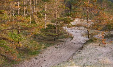 Baltık kıyıları, kum tepeleri, görkemli yemyeşil ormanlar. Güçlü çam ve çam ağaçları, yosun, eğrelti otu, bitkiler. Yumuşak ışık. Baharın başında. Saf doğa. Ekoloji, yürüyüş, temiz hava, sağlıklı yaşam tarzı.
