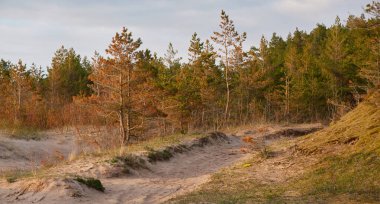 Baltık kıyıları (kum tepeleri, plaj). Evergreen çam ormanı, kum çimi. Dramatik gökyüzü, parlayan günbatımı bulutları. Resimli panoramik manzara. Doğa, çevre, eko turizm, yürüyüş, keşif konsepti