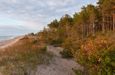 Baltık kıyıları (kum tepeleri, plaj). Evergreen çam ormanı, kum çimi. Dramatik gökyüzü, parlayan günbatımı bulutları. Resimli panoramik manzara. Doğa, çevre, eko turizm, yürüyüş, keşif konsepti