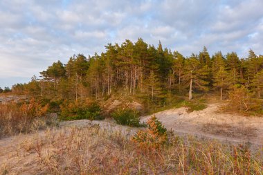 Baltık kıyıları (kum tepeleri, plaj). Evergreen çam ormanı, kum çimi. Dramatik gökyüzü, parlayan günbatımı bulutları. Resimli panoramik manzara. Doğa, çevre, eko turizm, yürüyüş, keşif konsepti