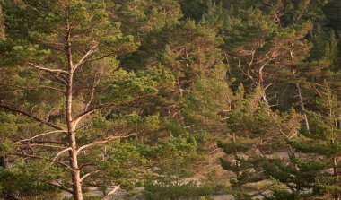 Görkemli Evergreen Ormanı. Güçlü çam ve çam ağaçları, yosun, eğrelti otu, bitkiler. Yumuşak ışık. Baharın başında. Saf doğa. Ekoloji, yürüyüş, temiz hava, sağlıklı yaşam tarzı.