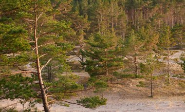 Baltık kıyıları, kum tepeleri, görkemli yemyeşil ormanlar. Güçlü çam ve çam ağaçları, yosun, eğrelti otu, bitkiler. Yumuşak ışık. Baharın başında. Saf doğa. Ekoloji, yürüyüş, temiz hava, sağlıklı yaşam tarzı.