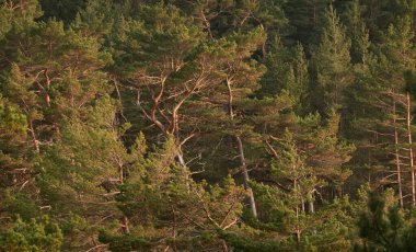 Görkemli Evergreen Ormanı. Güçlü çam ve çam ağaçları, yosun, eğrelti otu, bitkiler. Yumuşak ışık. Baharın başında. Saf doğa. Ekoloji, yürüyüş, temiz hava, sağlıklı yaşam tarzı.