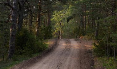Kırsal yol (yürüyüş yolu, patika) görkemli kuzey Evergreen ormanı boyunca. Güçlü çam ve çam ağaçları. Atmosferik manzara. Doğa, çevre, eko turizm, keşif, seyahat tutkusu kavramı
