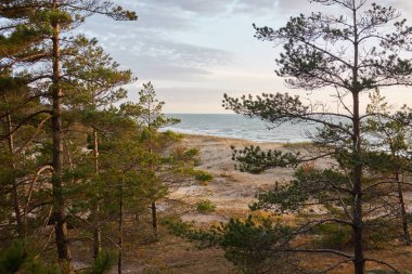 Baltık kıyıları (kum tepeleri, plaj). Evergreen çam ormanı, kum çimi. Dramatik gökyüzü, parlayan günbatımı bulutları. Resimli panoramik manzara. Doğa, çevre, eko turizm, yürüyüş, keşif konsepti