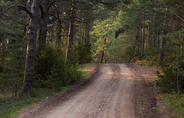 Kırsal yol (yürüyüş yolu, patika) görkemli kuzey Evergreen ormanı boyunca. Güçlü çam ve çam ağaçları. Atmosferik manzara. Doğa, çevre, eko turizm, keşif, seyahat tutkusu kavramı