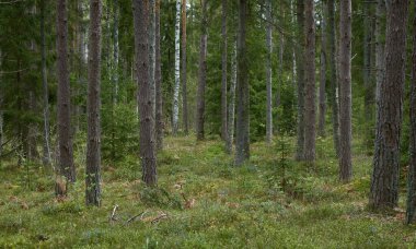 Görkemli Evergreen Ormanı. Güçlü çam ve çam ağaçları. Yumuşak güneş ışığı. Atmosferik manzara. Doğa, mevsimler, çevre, eko turizm