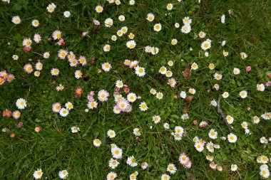 Şehir parkında çimenlik. Papatya (Bellis annua), karahindiba (Taraxacum) çiçekleri, yeşil çimen. Yumuşak güneş ışığı. İlkbahar, yazın başı. Peyzaj tasarımı, bahçıvanlık