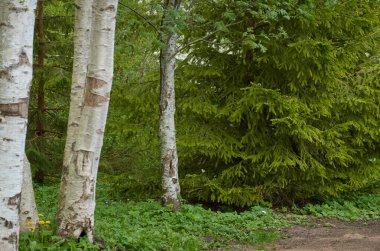 Açık ve güneşli bir günde yeşil huş ağacı ve çam ağaçları. Orman parkı. Ağaç gövdeleri yakın plan. Saf güneş ışığı, gün ışığı, güneş ışınları. Ekoloji, eko turizm, kuzey yürüyüşü. İlkbahar, yazın başı