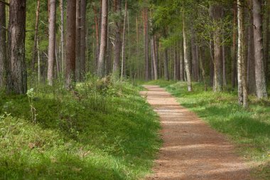 Görkemli yeşil bir yaprak döken yol ve çam ormanları parkında. Doğal tünel. Güçlü ağaçlar, bitkiler. Güneş ışığı, yumuşak güneş ışığı. Atmosferik rüya gibi bahar manzarası. Saf doğa, ekoloji