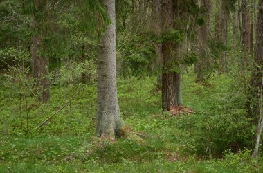 Görkemli Evergreen Ormanı. Güçlü çam ve çam ağaçları. Yumuşak güneş ışığı. Atmosferik manzara. Doğa, mevsimler, çevre, eko turizm