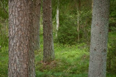 Görkemli Evergreen Ormanı. Güçlü çam ve çam ağaçları. Yumuşak güneş ışığı. Atmosferik manzara. Doğa, mevsimler, çevre, eko turizm