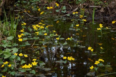 Sarı çiçekler (Caltha palustris, marsh-marigold), yeşil yapraklar. Aşırı gelişmiş orman nehri, bataklık. İlkbahar, yazın başı. Doğa, çevre, ekosistem, bitkiler, botanik temaları