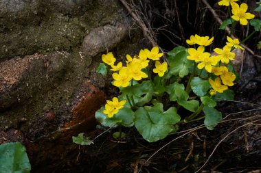 Sarı çiçekler (Caltha palustris, marsh-marigold), yeşil yapraklar. Aşırı gelişmiş orman nehri, bataklık. İlkbahar, yazın başı. Doğa, çevre, ekosistem, bitkiler, botanik temaları