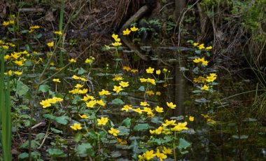 Sarı çiçekler (Caltha palustris, marsh-marigold), yeşil yapraklar. Aşırı gelişmiş orman nehri, bataklık. İlkbahar, yazın başı. Doğa, çevre, ekosistem, bitkiler, botanik temaları