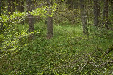 Görkemli Evergreen Ormanı. Güçlü çam ve çam ağaçları. Yumuşak güneş ışığı. Atmosferik manzara. Doğa, mevsimler, çevre, eko turizm