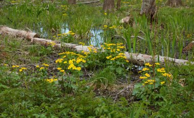 Sarı çiçekler (Caltha palustris, marsh-marigold), yeşil yapraklar. Aşırı gelişmiş orman nehri, bataklık. İlkbahar, yazın başı. Doğa, çevre, ekosistem, bitkiler, botanik temaları