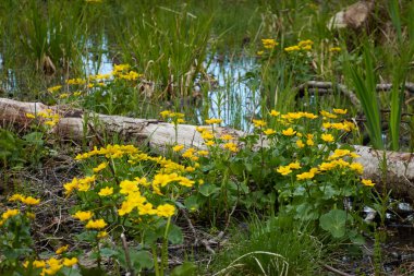 Sarı çiçekler (Caltha palustris, marsh-marigold), yeşil yapraklar. Aşırı gelişmiş orman nehri, bataklık. İlkbahar, yazın başı. Doğa, çevre, ekosistem, bitkiler, botanik temaları