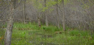 Bataklık yeşil orman ve nehir. Yumuşak güneş ışığı. Sudaki yansımalar. İlkbahar, yazın başı. Çevre, ekoloji, ekosistemler, doğa, eko-turizm. Idyllic manzara