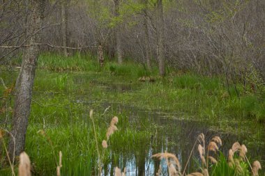 Bataklık yeşil orman ve nehir. Yumuşak güneş ışığı. Sudaki yansımalar. İlkbahar, yazın başı. Çevre, ekoloji, ekosistemler, doğa, eko-turizm. Idyllic manzara