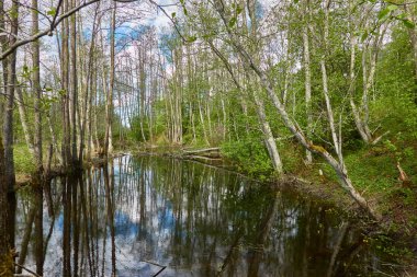 Bataklık yeşil orman ve nehrin panoramik manzarası. Ağaçların arasından gün ışığı. Sudaki yansımalar. İlkbahar, yazın başı. Çevre, ekoloji, ekosistemler, doğa, eko-turizm. Idyllic manzara