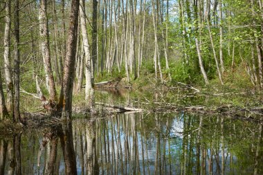 Bataklık yeşil orman ve nehrin panoramik manzarası. Ağaçların arasından gün ışığı. Sudaki yansımalar. İlkbahar, yazın başı. Çevre, ekoloji, ekosistemler, doğa, eko-turizm. Idyllic manzara