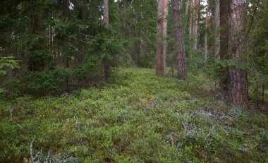 Görkemli Evergreen Ormanı. Güçlü çam ve çam ağaçları. Yumuşak güneş ışığı. Atmosferik manzara. Doğa, mevsimler, çevre, eko turizm