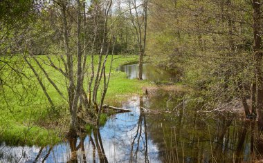 Bataklık yeşil orman ve nehrin panoramik manzarası. Ağaçların arasından gün ışığı. Sudaki yansımalar. İlkbahar, yazın başı. Çevre, ekoloji, ekosistemler, doğa, eko-turizm. Idyllic manzara
