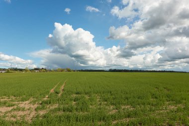 Yeşil bir tarla ve ormanın tepelerinde çarpıcı bir gökyüzü. Yağmur ve fırtınadan sonra parlayan bulutlar. Saf güneş ışığı. Idyllic kırsal kesim. İlkbahar, yazın başı. Doğa, ekoloji temaları