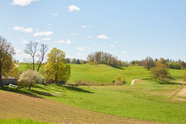 Yeşil tepelerin ve çayırların (tarımsal alanlar) resimli panoramik manzarası. Koyunlar otluyor, yakın plan. Arka planda orman var. Idyllic yaz kırsal manzarası. Pastoral manzara. Yeni Zelanda