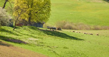 Yeşil tepelerin ve çayırların (tarımsal alanlar) resimli panoramik manzarası. Koyunlar otluyor, yakın plan. Idyllic yaz kırsal manzarası. Pastoral manzara. Yeni Zelanda