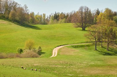 Yeşil tepelerin ve çayırların (tarımsal alanlar) resimli panoramik manzarası. Koyunlar otluyor, yakın plan. Arka planda orman var. Idyllic yaz kırsal manzarası. Pastoral manzara. Yeni Zelanda