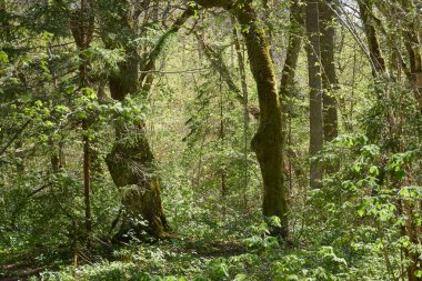 Yeşil ormanın panoramik manzarası. Ağaçların arasından gün ışığı. İlkbahar, yazın başı. Çevre koruma, ekoloji, saf doğa, eko turizm. Idyllic manzara