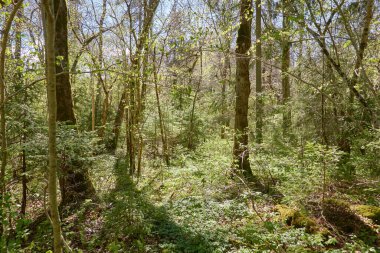 Yeşil ormanın panoramik manzarası. Ağaçların arasından gün ışığı. İlkbahar, yazın başı. Çevre koruma, ekoloji, saf doğa, eko turizm. Idyllic manzara