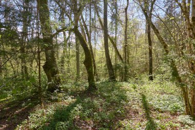 Yeşil ormanın panoramik manzarası. Ağaçların arasından gün ışığı. İlkbahar, yazın başı. Çevre koruma, ekoloji, saf doğa, eko turizm. Idyllic manzara