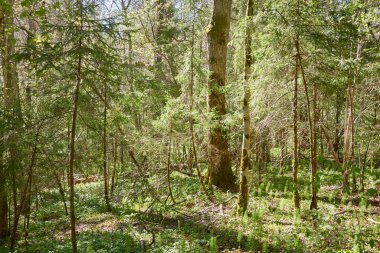 Yeşil ormanın panoramik manzarası. Ağaçların arasından gün ışığı. İlkbahar, yazın başı. Çevre koruma, ekoloji, saf doğa, eko turizm. Idyllic manzara