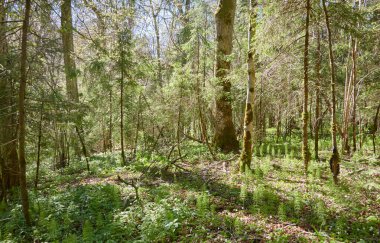 Yeşil ormanın panoramik manzarası. Ağaçların arasından gün ışığı. İlkbahar, yazın başı. Çevre koruma, ekoloji, saf doğa, eko turizm. Idyllic manzara