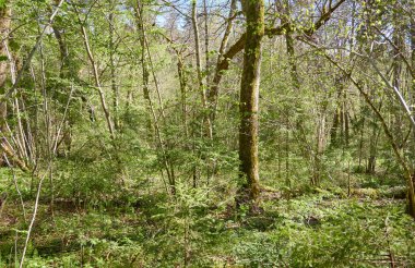 Yeşil ormanın panoramik manzarası. Ağaçların arasından gün ışığı. İlkbahar, yazın başı. Çevre koruma, ekoloji, saf doğa, eko turizm. Idyllic manzara