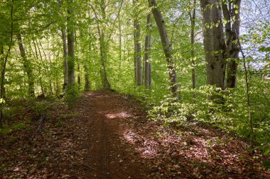 Yeşil kayın ormanının panoramik manzarası. Genç ve kudretli ağaç gövdelerinin arasından güneş ışığı. Çevre koruma, ekoloji, saf doğa, eko turizm. Idyllic manzara. İlkbahar, yazın başı