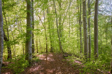 Yeşil kayın ormanının panoramik manzarası. Genç ve kudretli ağaç gövdelerinin arasından güneş ışığı. Çevre koruma, ekoloji, saf doğa, eko turizm. Idyllic manzara. İlkbahar, yazın başı