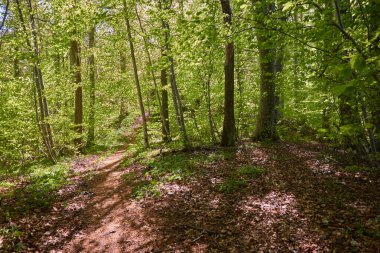 Yeşil kayın ormanının panoramik manzarası. Genç ve kudretli ağaç gövdelerinin arasından güneş ışığı. Çevre koruma, ekoloji, saf doğa, eko turizm. Idyllic manzara. İlkbahar, yazın başı