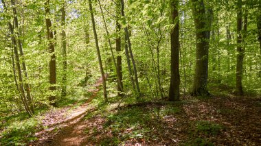 Yeşil kayın ormanının panoramik manzarası. Genç ve kudretli ağaç gövdelerinin arasından güneş ışığı. Çevre koruma, ekoloji, saf doğa, eko turizm. Idyllic manzara. İlkbahar, yazın başı