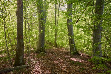 Yeşil kayın ormanının panoramik manzarası. Genç ve kudretli ağaç gövdelerinin arasından güneş ışığı. Çevre koruma, ekoloji, saf doğa, eko turizm. Idyllic manzara. İlkbahar, yazın başı